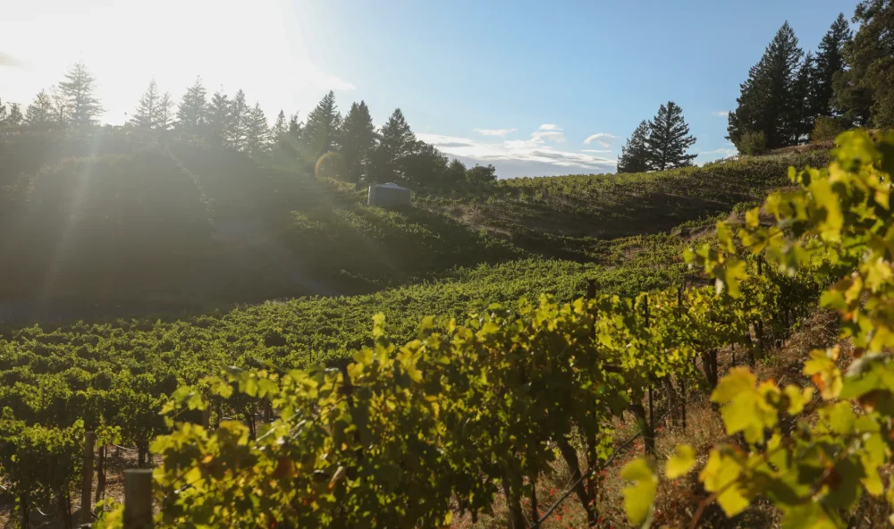 Sun shining over David Bruce estate vineyard