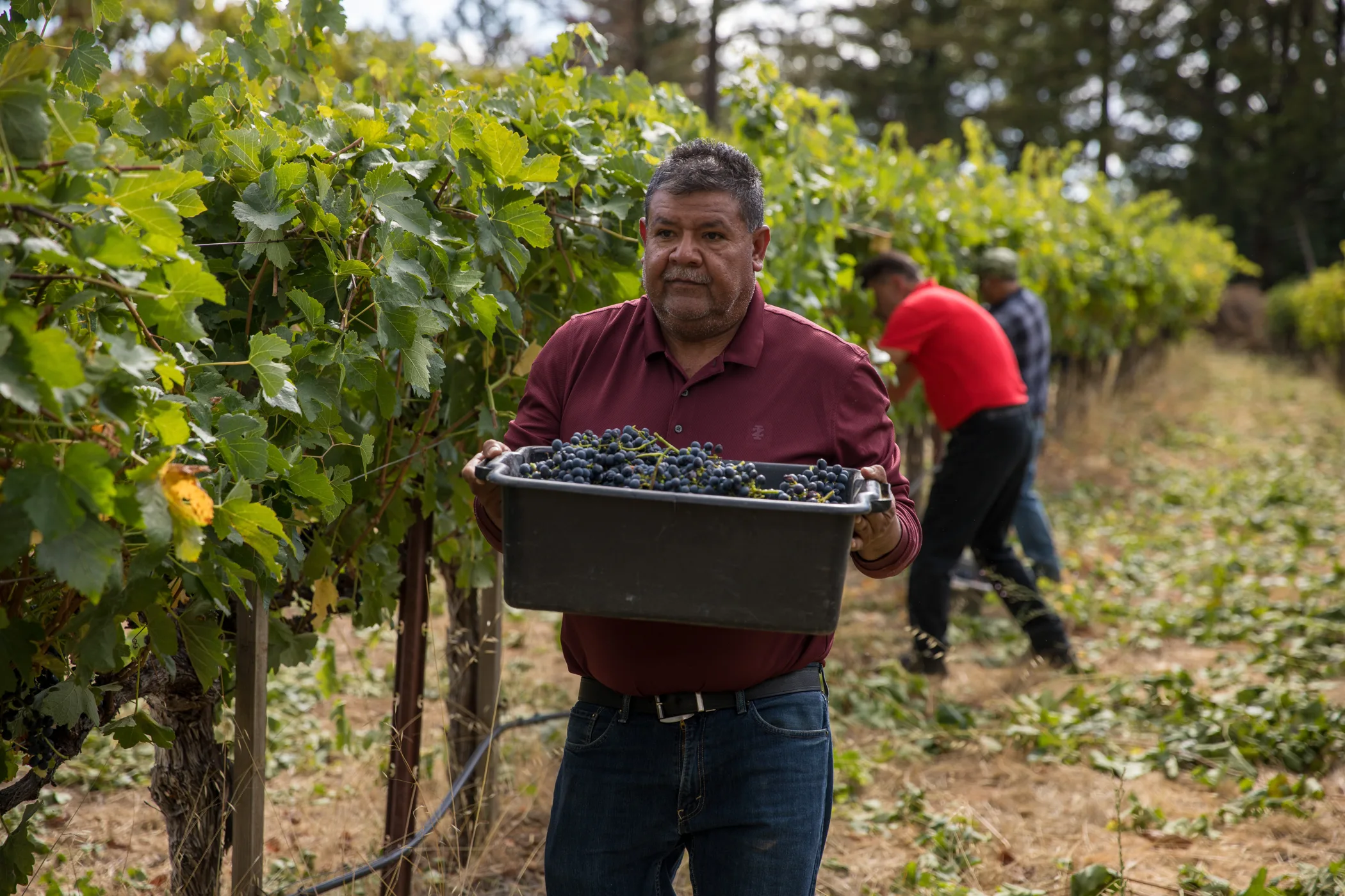 E4B47BF7-BDF5-401C-BB3F-5FB3BEA69F92 Vineyard workers picking grapes during harvest at David Bruce estate vineyard in Santa Cruz Mountains, CA